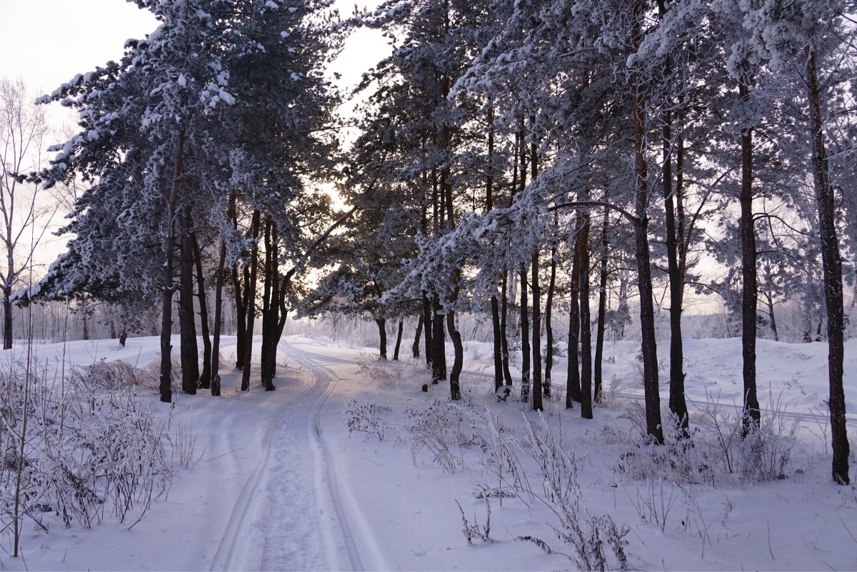 Лыжня в закат - Наталия Григорьева