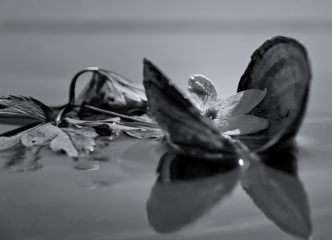 жемчужная ветреница... - Ирэна Мазакина жемчужная ветреница... - Ирэна Мазакина