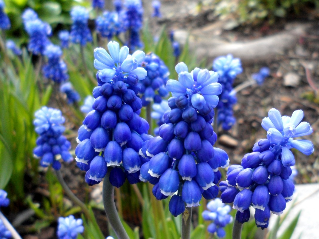 Мускарики - Маргарита N