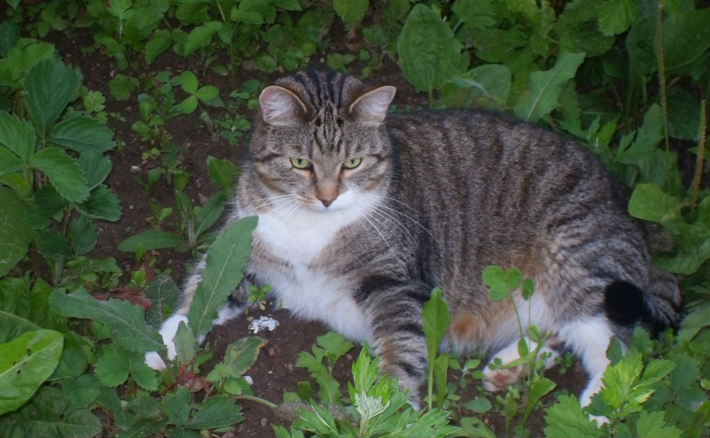Бонифаций - Наталия Павлова
