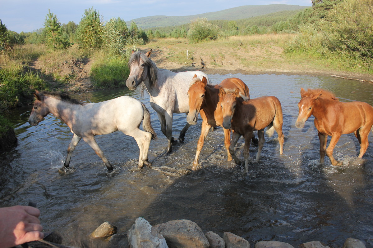 кони-кони... - Полина Иванова
