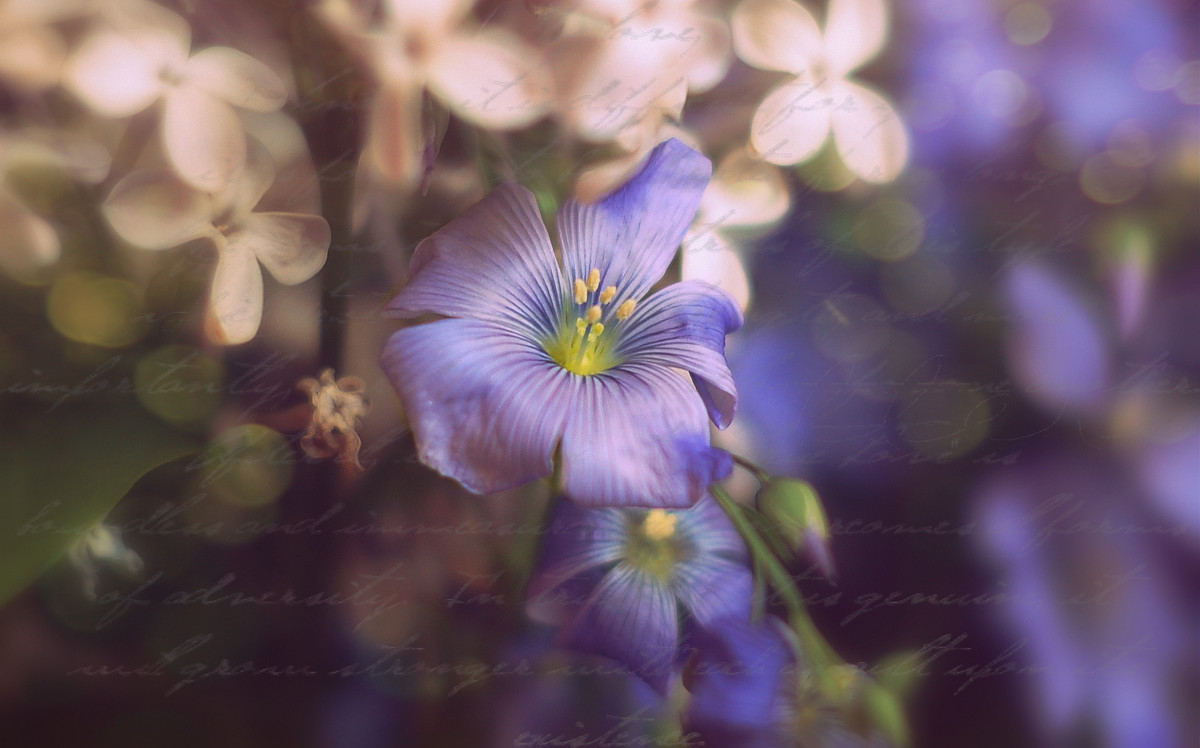 Винтаж - Настенька Пшеничная