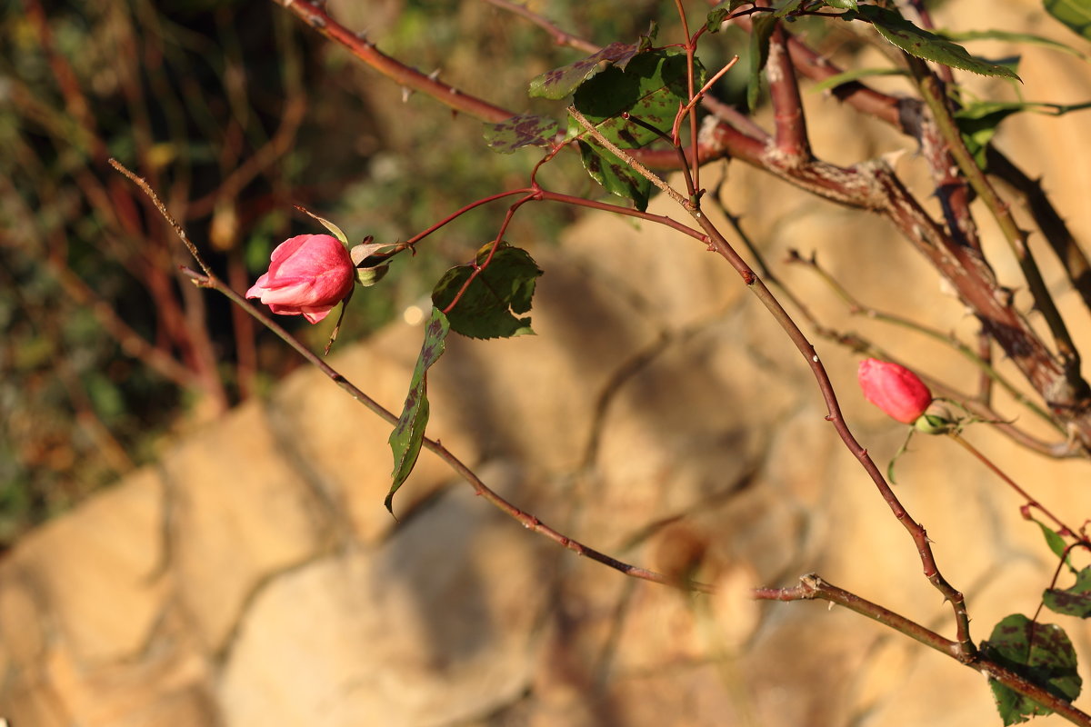 Последние осенние... - Larisa Gavlovskaya Последние осенние... - Larisa Gavlovskaya