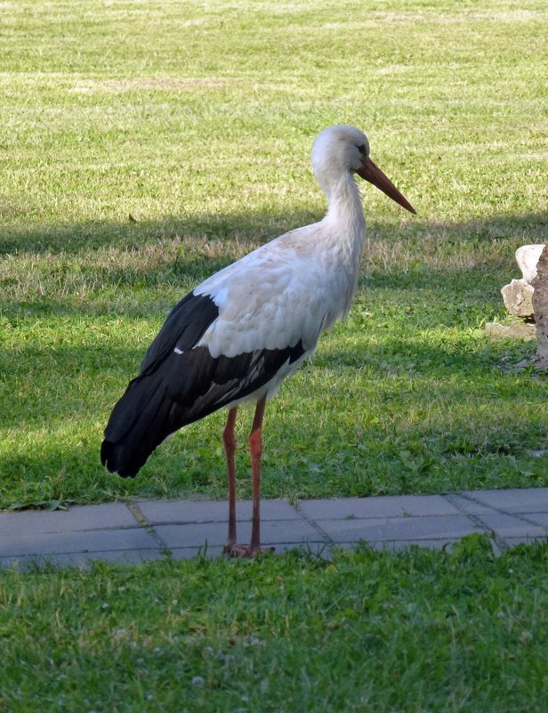 Аист в Новгородском Кремле - Наталья (Nattina) ... Аист в Новгородском Кремле - Наталья (Nattina) ...