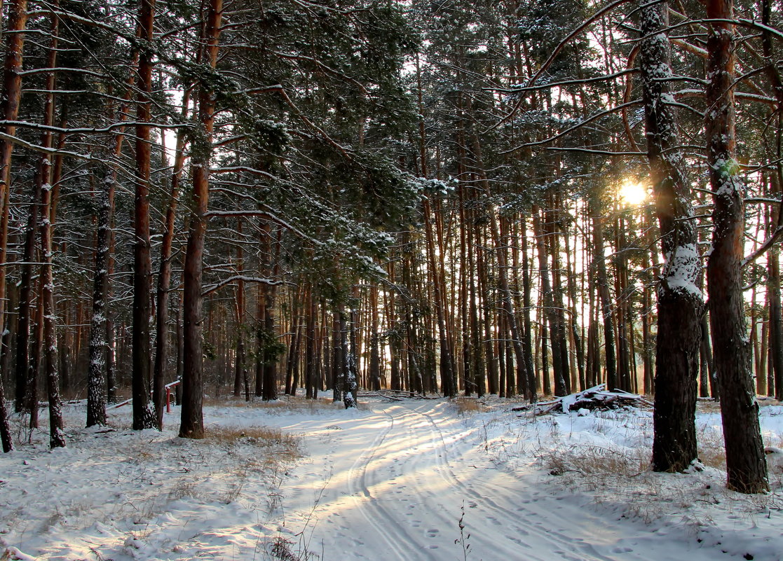 Сквозь сосны солнышко блистало ... - Маргарита ( Марта ) Дрожжина Сквозь сосны солнышко блистало ... - Маргарита ( Марта ) Дрожжина
