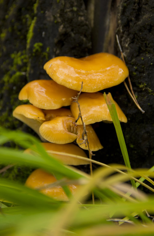 Грибочки - JulO Юлия