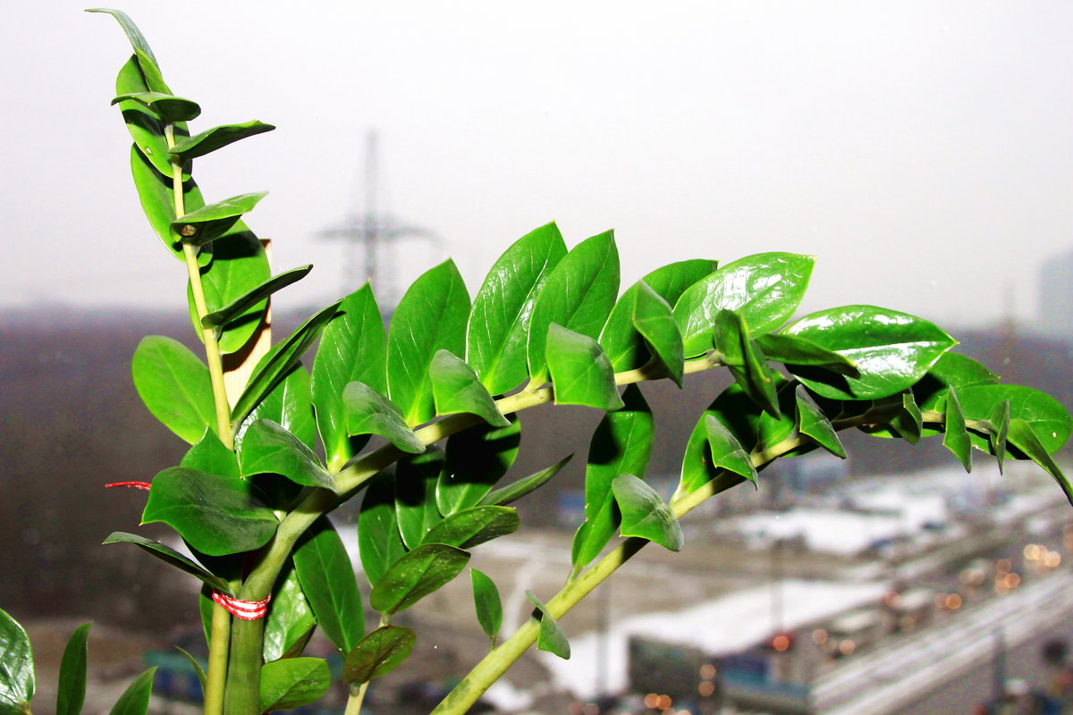 Цветы - Natasha 