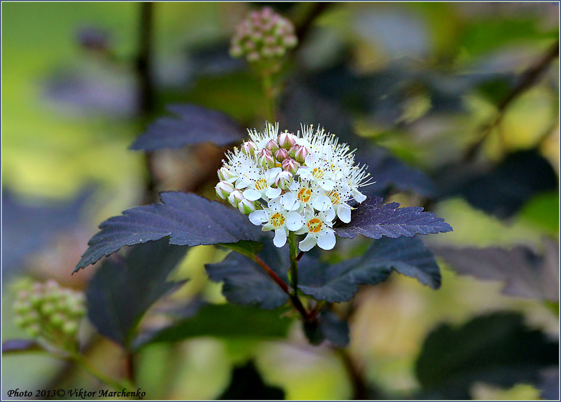 Physocarpus opulifolius ( пузыреплодник калинолистный) - Виктор Марченко