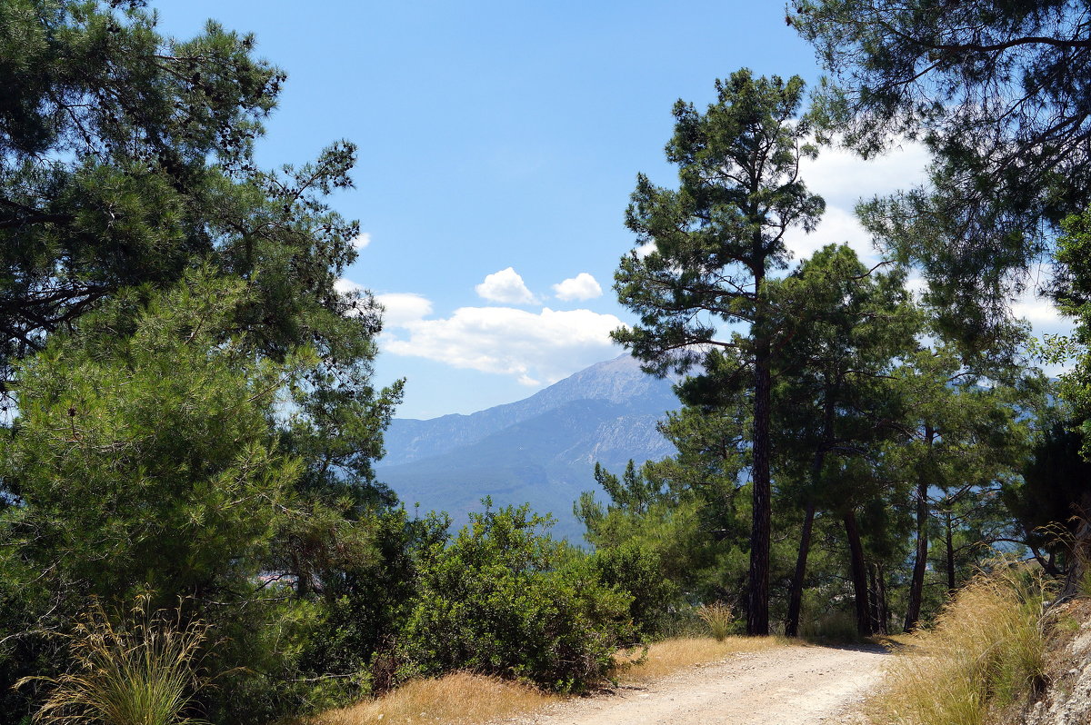 На горной тропинке - Елена 