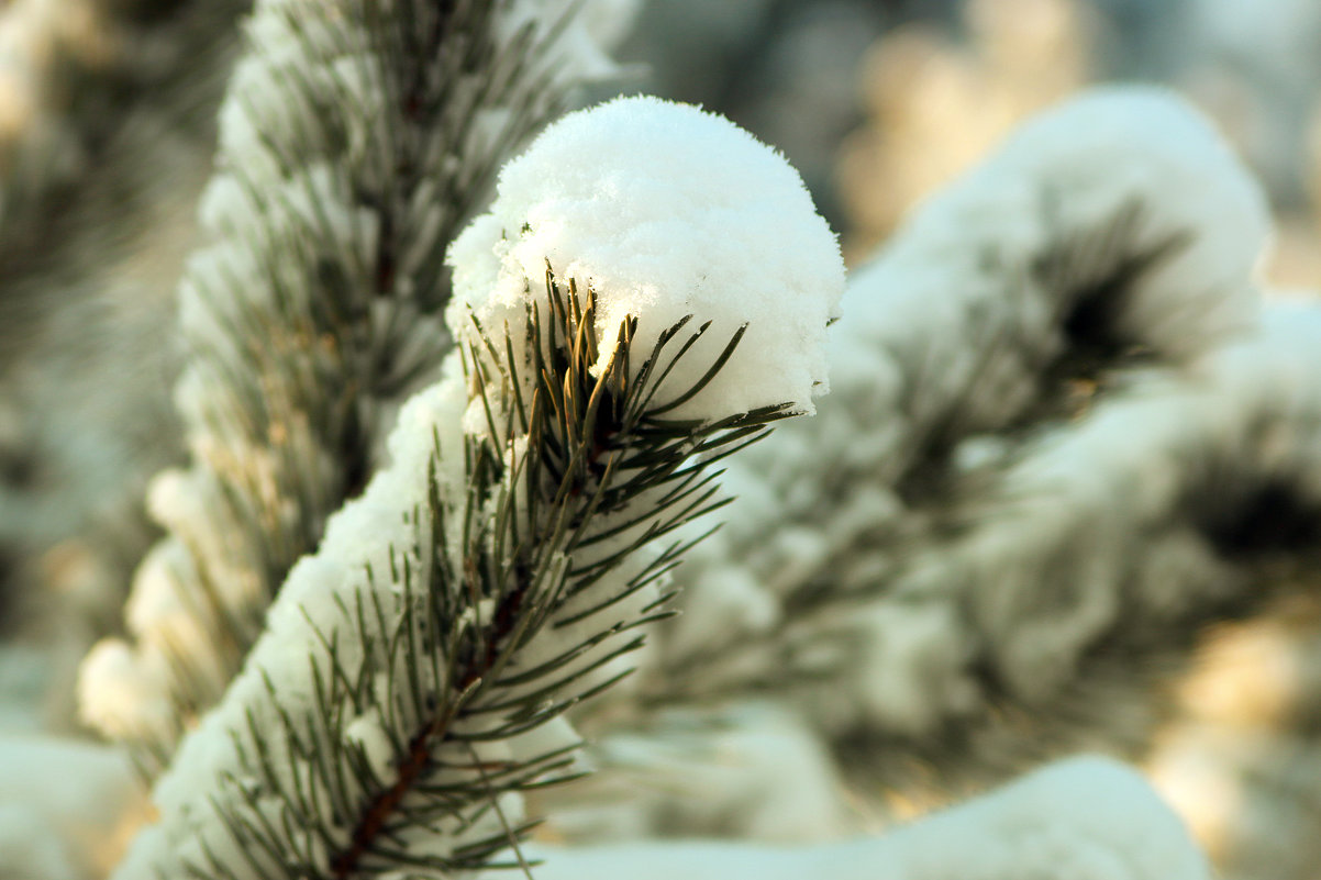 В белом покрывале - Виктор Калабухов В белом покрывале - Виктор Калабухов