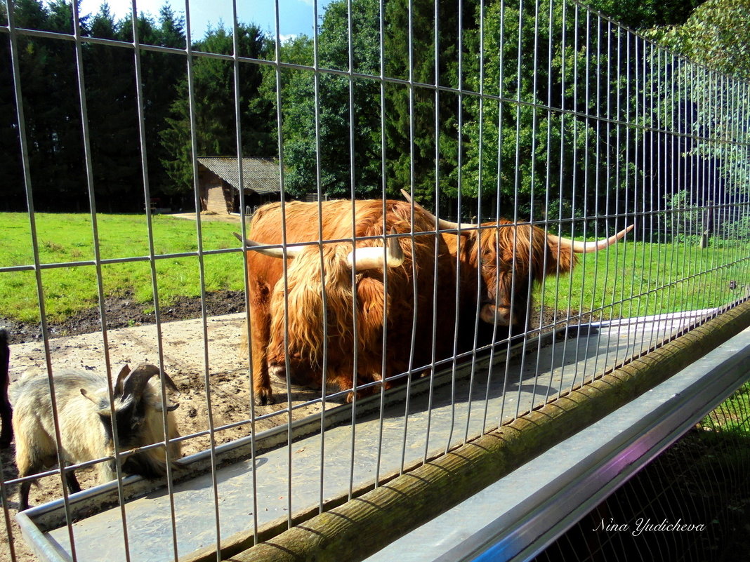 Hamburg. Wildpark Schwarze Bergen - Nina Yudicheva