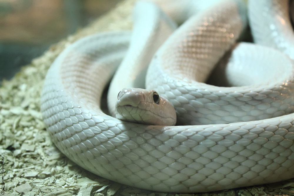 Obsoleta leucistic - Ольга Сельницына