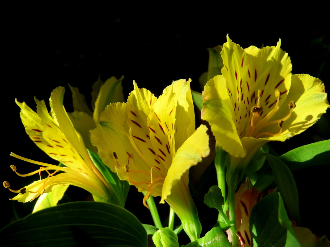 . - Маргарита 