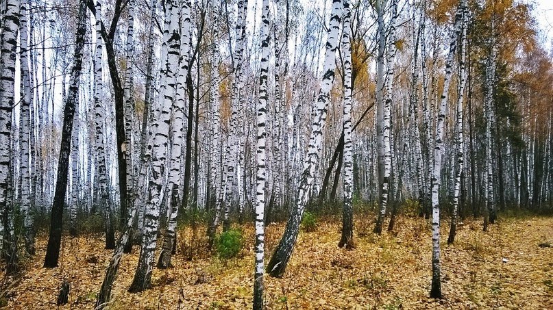 Рощица на островке - Николай 