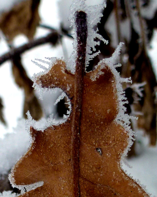 Иней на листе - Асылбек Айманов