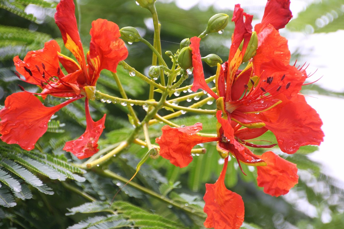 О́гненное де́рево, или Дело́никс короле́вский (лат. Delonix regia) - Антонина 