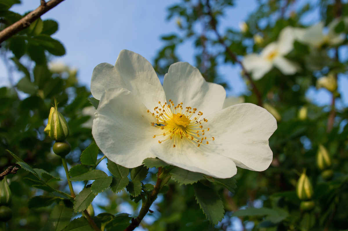 *** - Александр Кислицын *** - Александр Кислицын