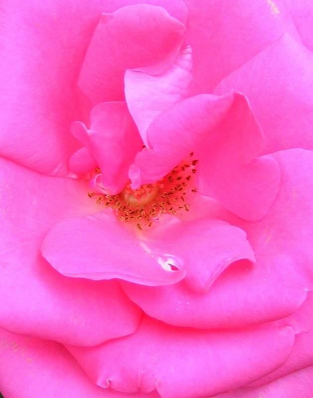 Внутри розовой розы - Александр Скамо