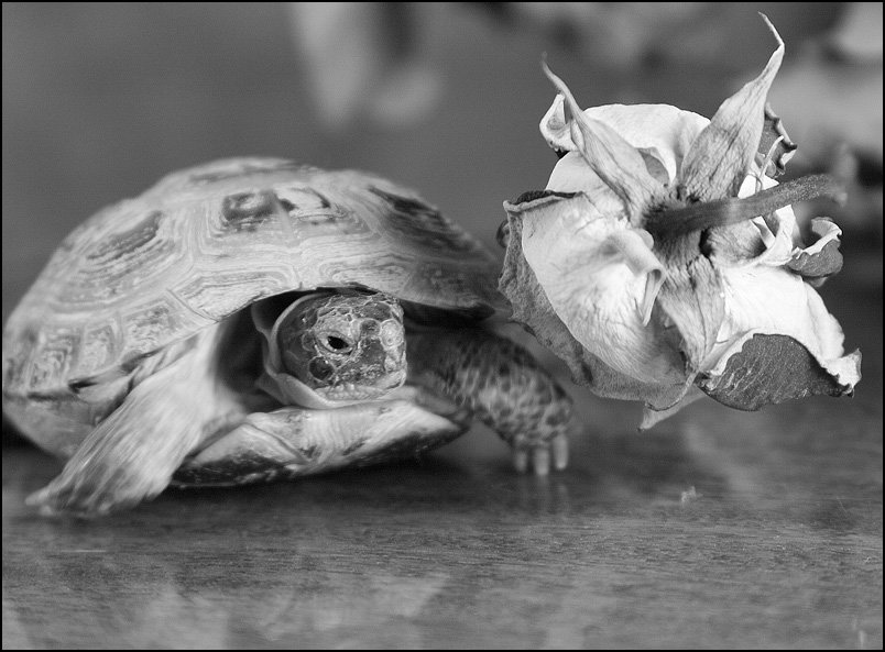 Цветочница - Михаил Розенберг Цветочница - Михаил Розенберг