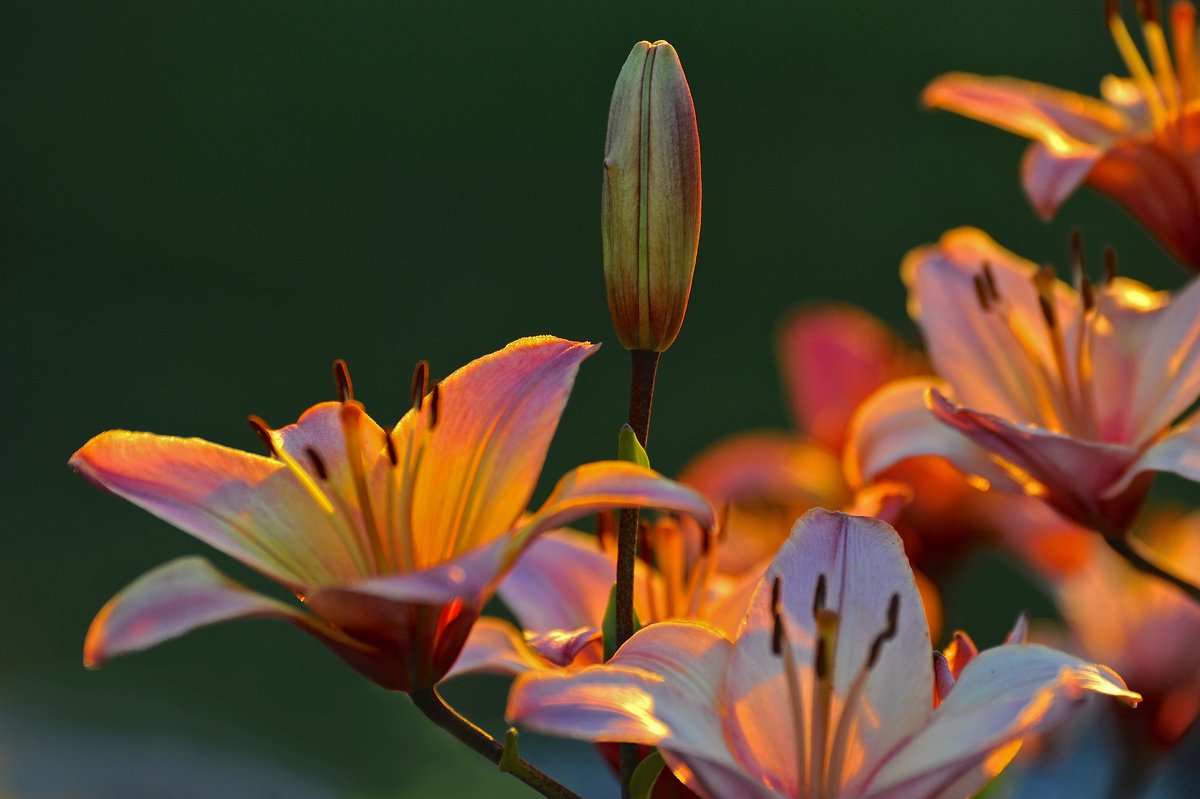 Лилии - Надежда Коломиец Лилии - Надежда Коломиец