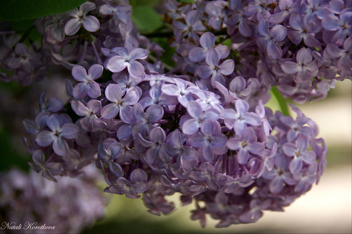 *** - Наталия Короткова