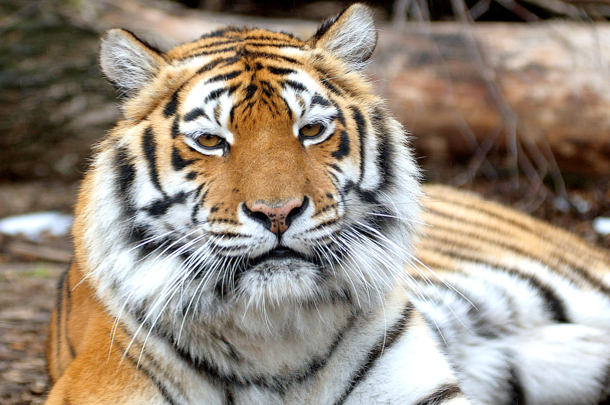 Усатый полосатый - Павел Усатый полосатый - Павел