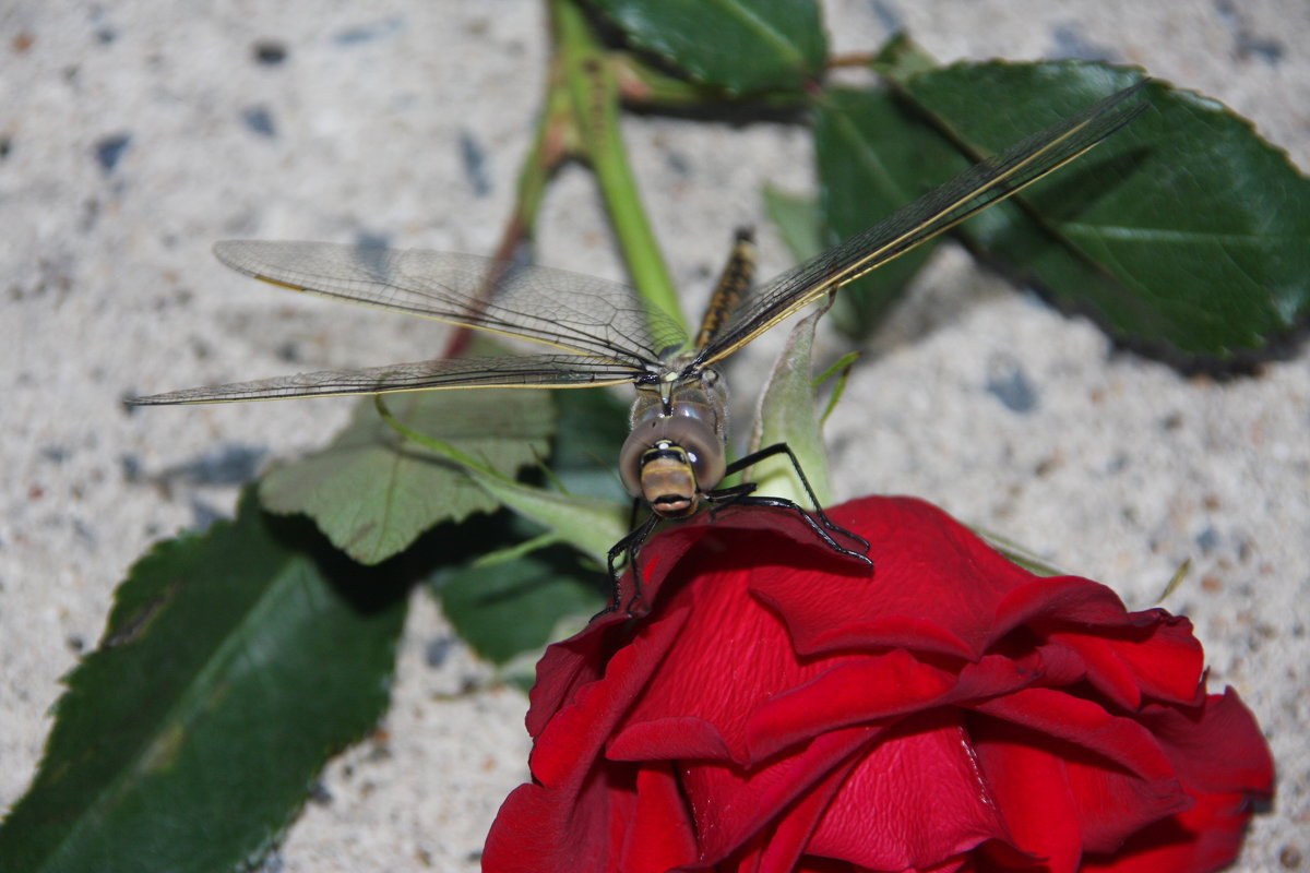 , - Антонина , - Антонина