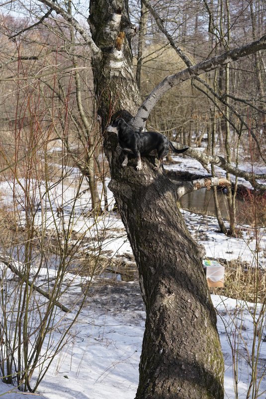 Погоня за белкой - Svetlana Shalatonova Погоня за белкой - Svetlana Shalatonova