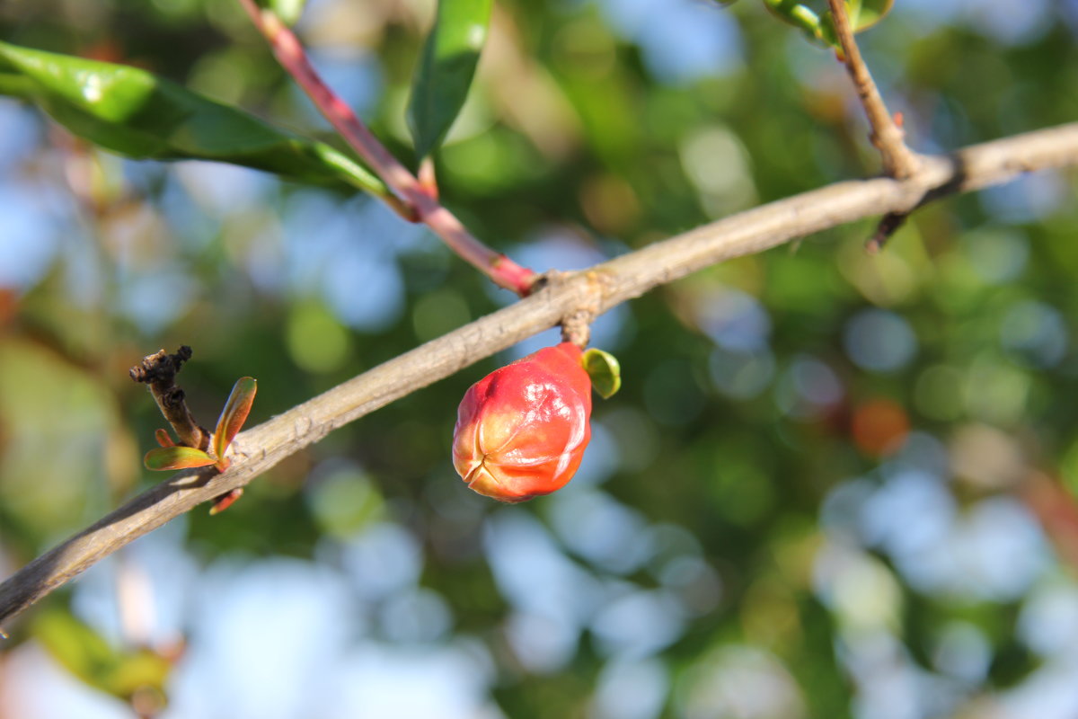 Бутон граната - Елена Олейникова Бутон граната - Елена Олейникова