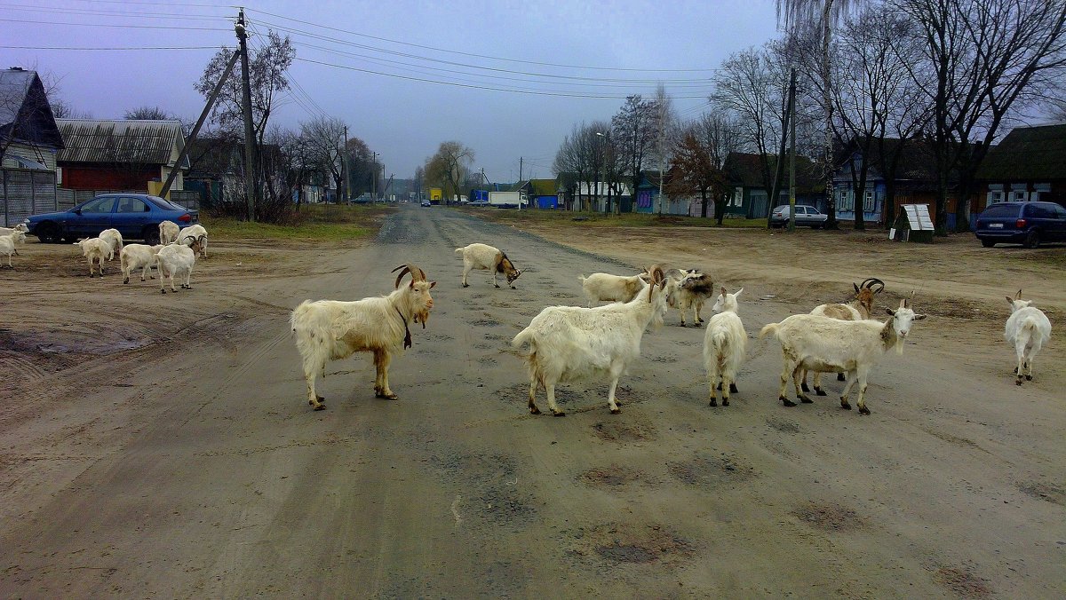 хозяева дороги - не объехать... - Александр Прокудин