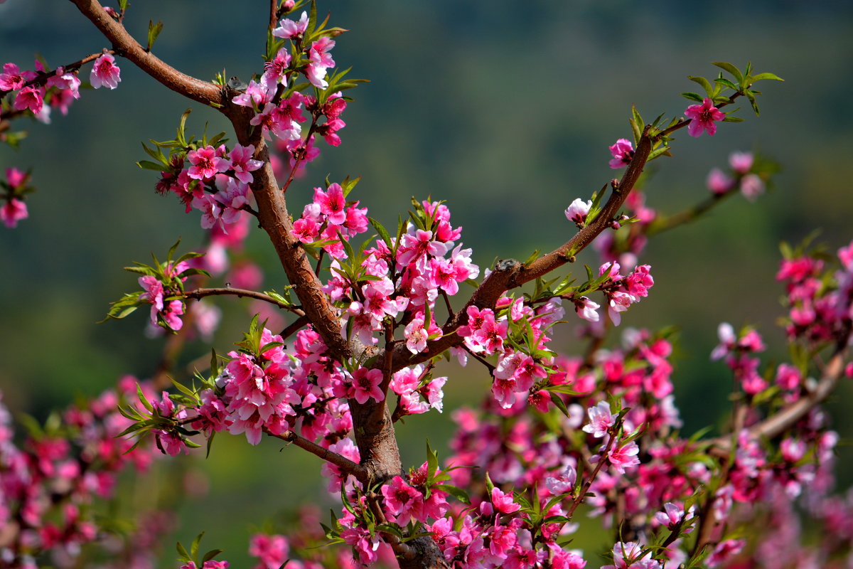 vit5  цветущие долины - Vitaly Faiv