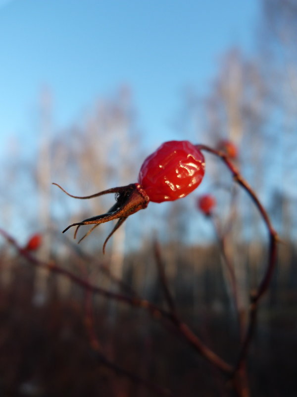 Шиповник - Светлана Евсюкова