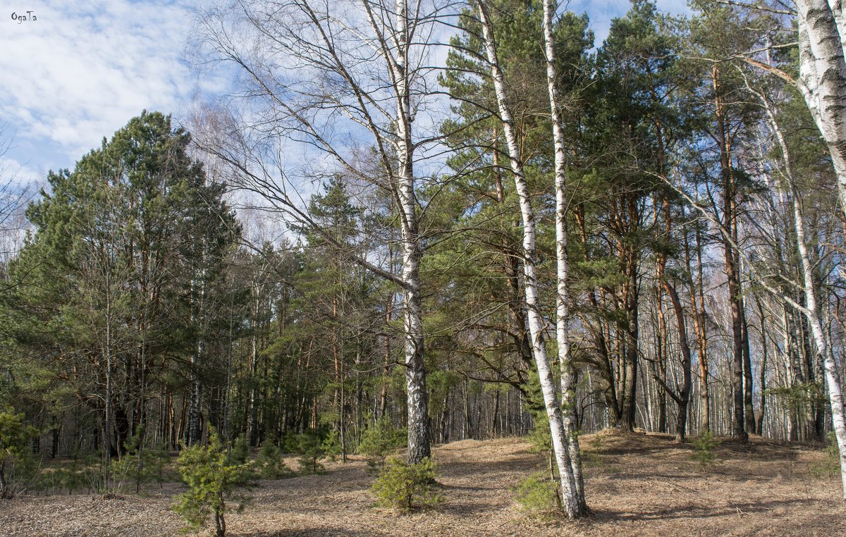 Лес просыпается - Татьяна Огаркова