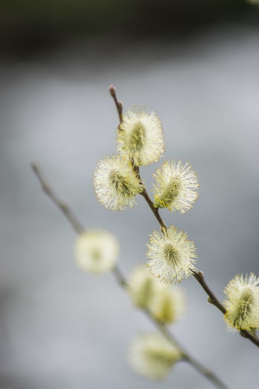 * - Максим Пилипенко