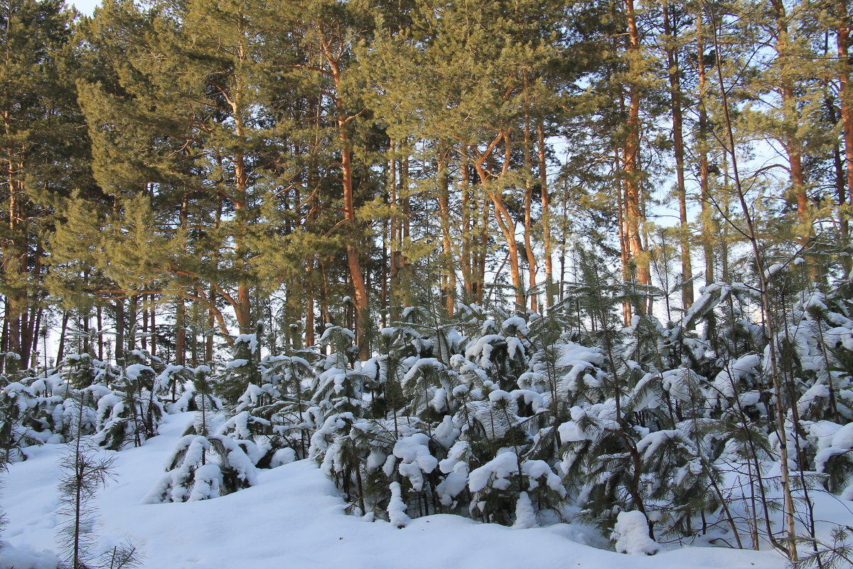 В лесопарковой зоне. - Олег Афанасьевич Сергеев