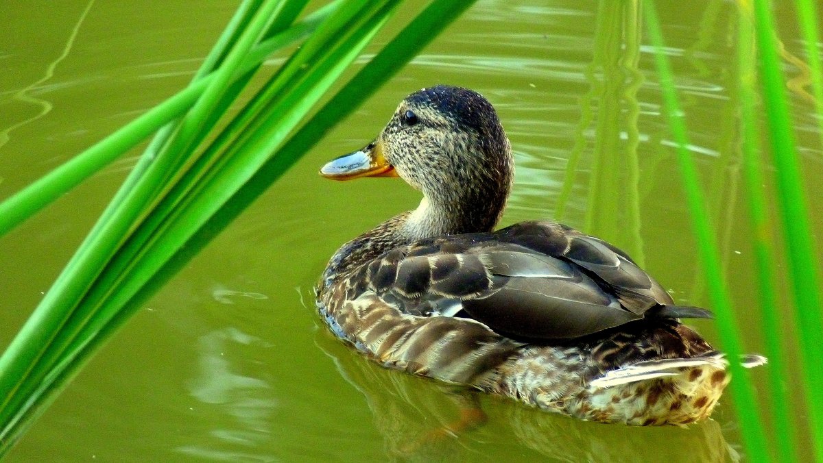 уточка в зеленой воде - Александр Прокудин уточка в зеленой воде - Александр Прокудин