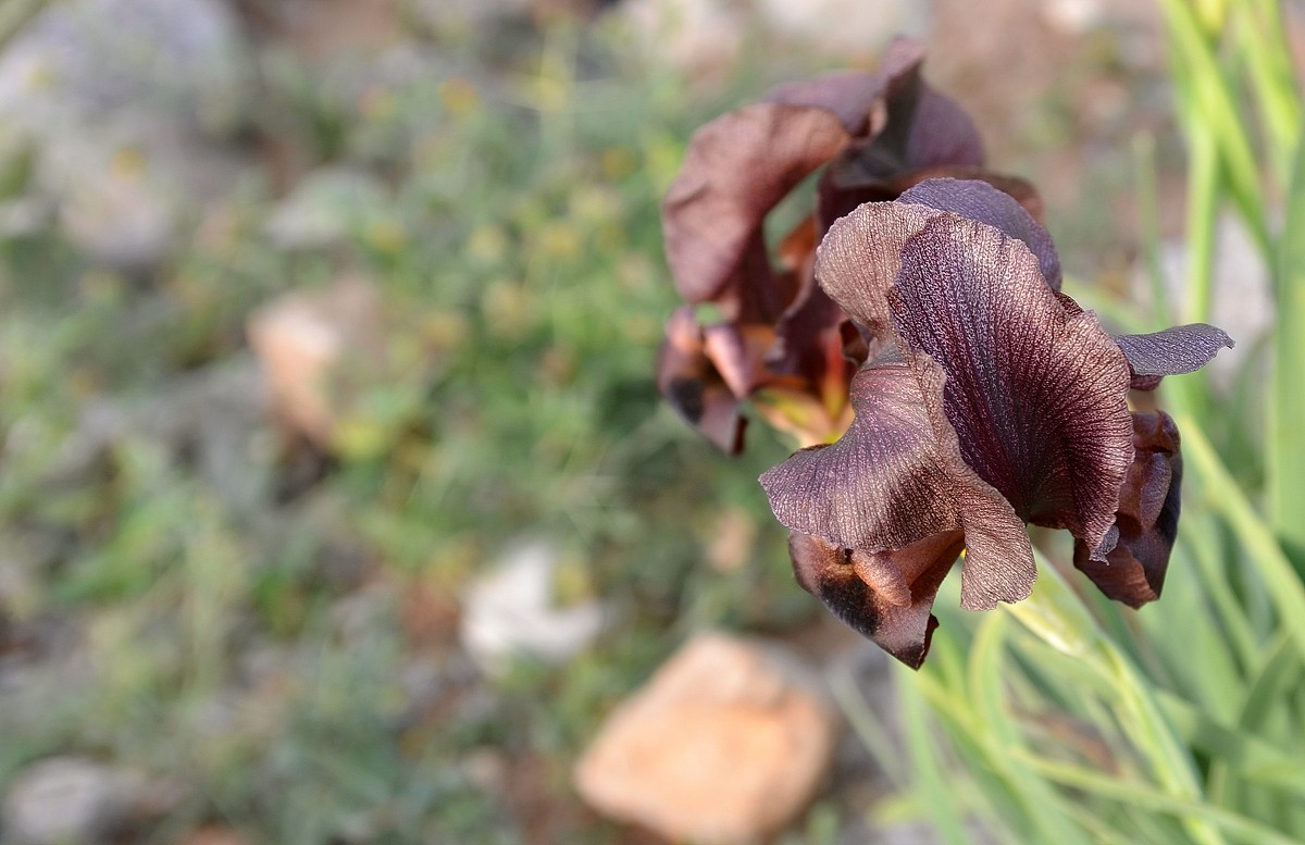 31.03.13 Чёрный ирис - Iris Nigricans (национальный цветок Иордании) - Борис Ржевский