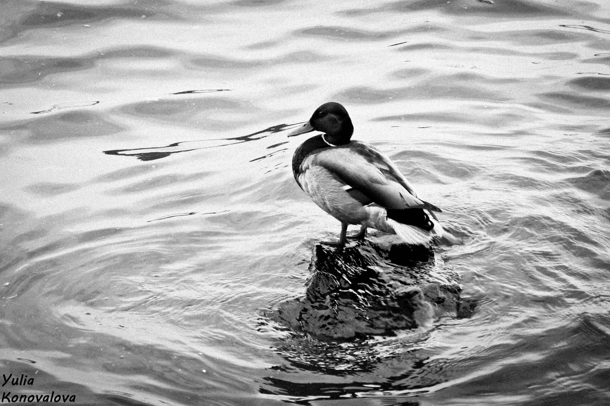 Duck on a stone - Yulia Konovalova