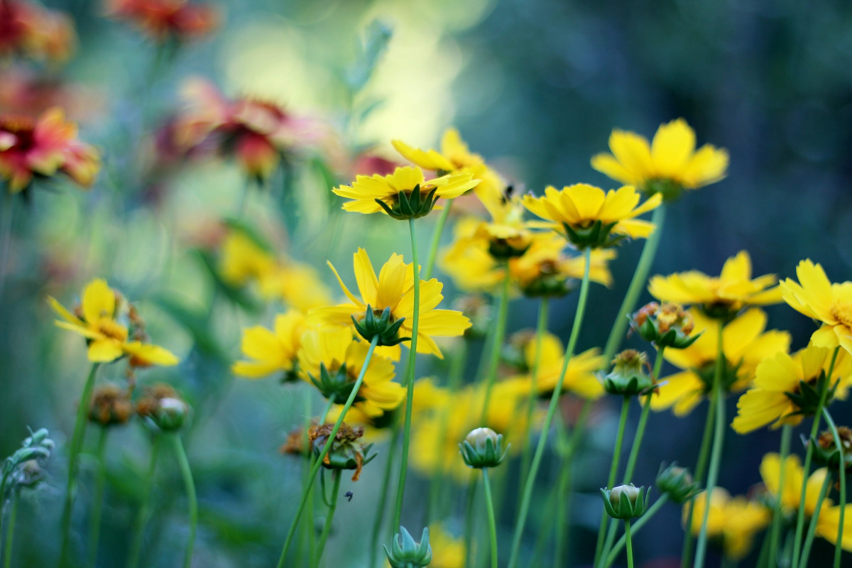 все краски лета - Инна Сухова все краски лета - Инна Сухова