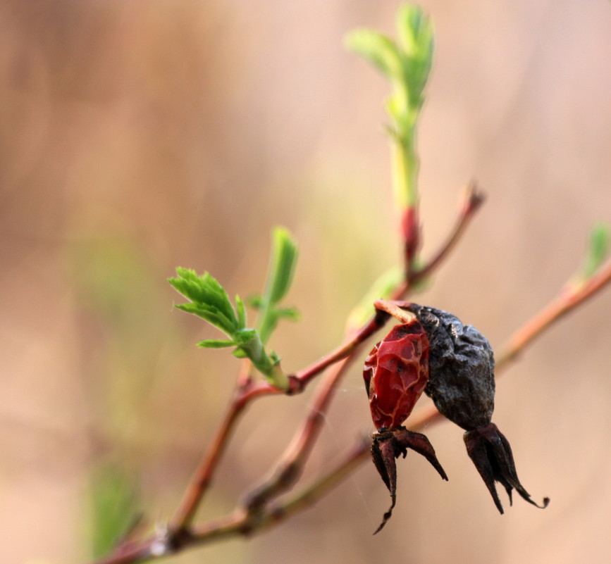 Прошлогодние остатки - Андрей Степанов