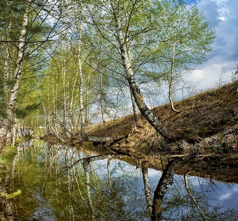 Березки. - Svetlana Sneg