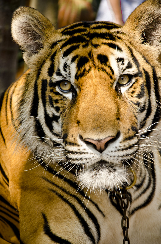 Тигра - Валерия Абрамова