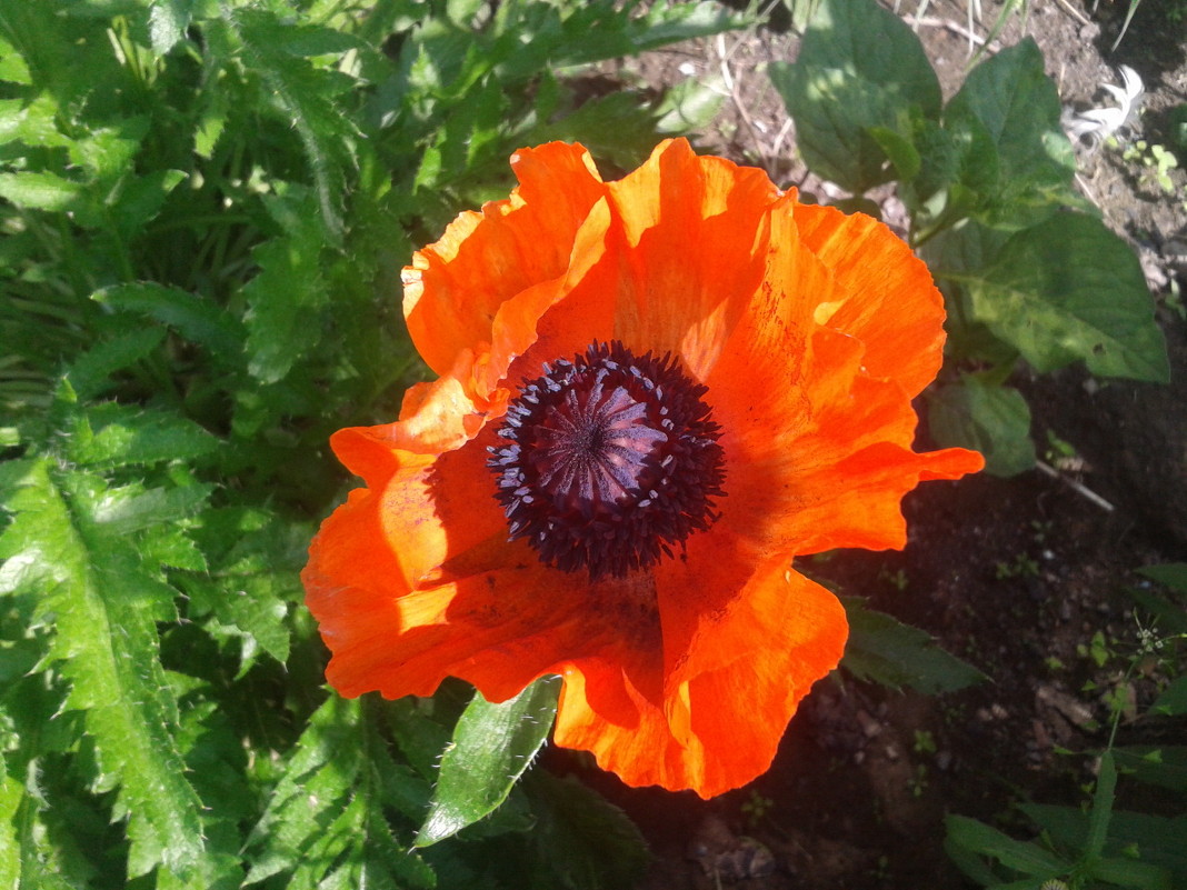 Мак - Лилия Бобкова