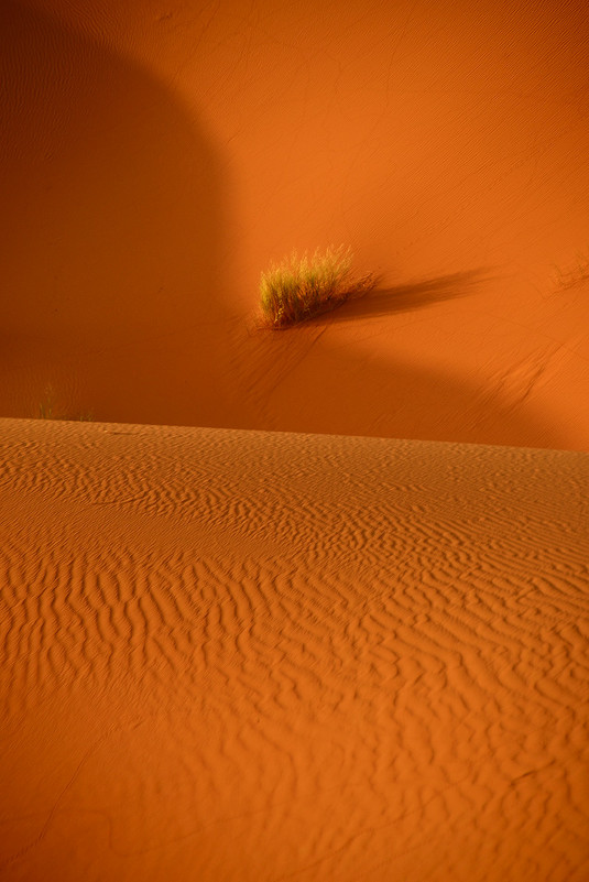 женственные изгибы пустыни - Алёна Писаренко женственные изгибы пустыни - Алёна Писаренко