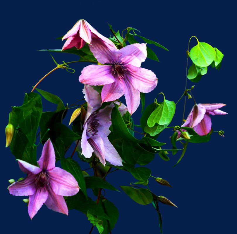 по фото Елены Ахромеевой - Владимир Хатмулин