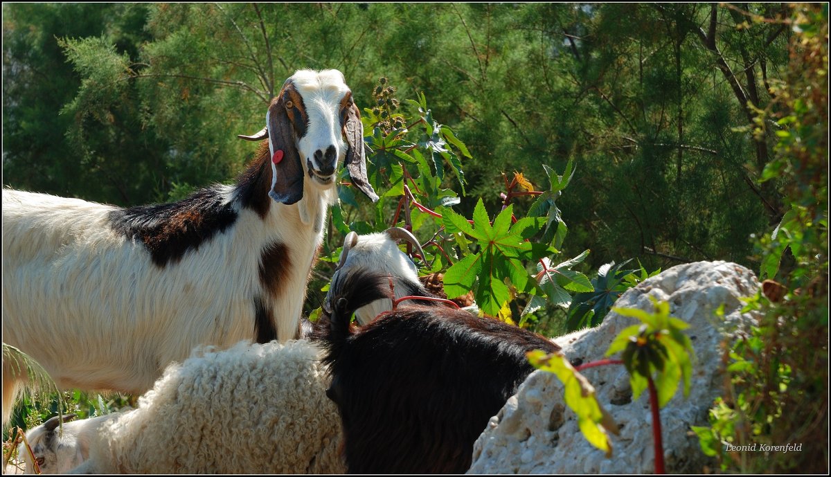 Кто звал меня? - Leonid Korenfeld Кто звал меня? - Leonid Korenfeld