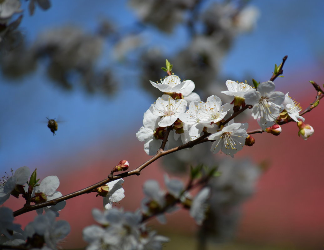 весна - Натали Акшинцева