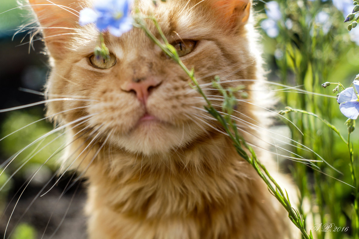 Рыжая весна - Анжелина Пилихосова Рыжая весна - Анжелина Пилихосова