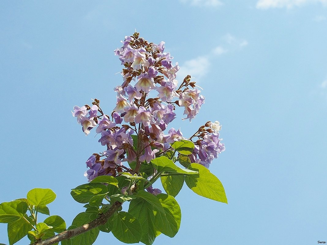 Павловния - wea * Павловния - wea *