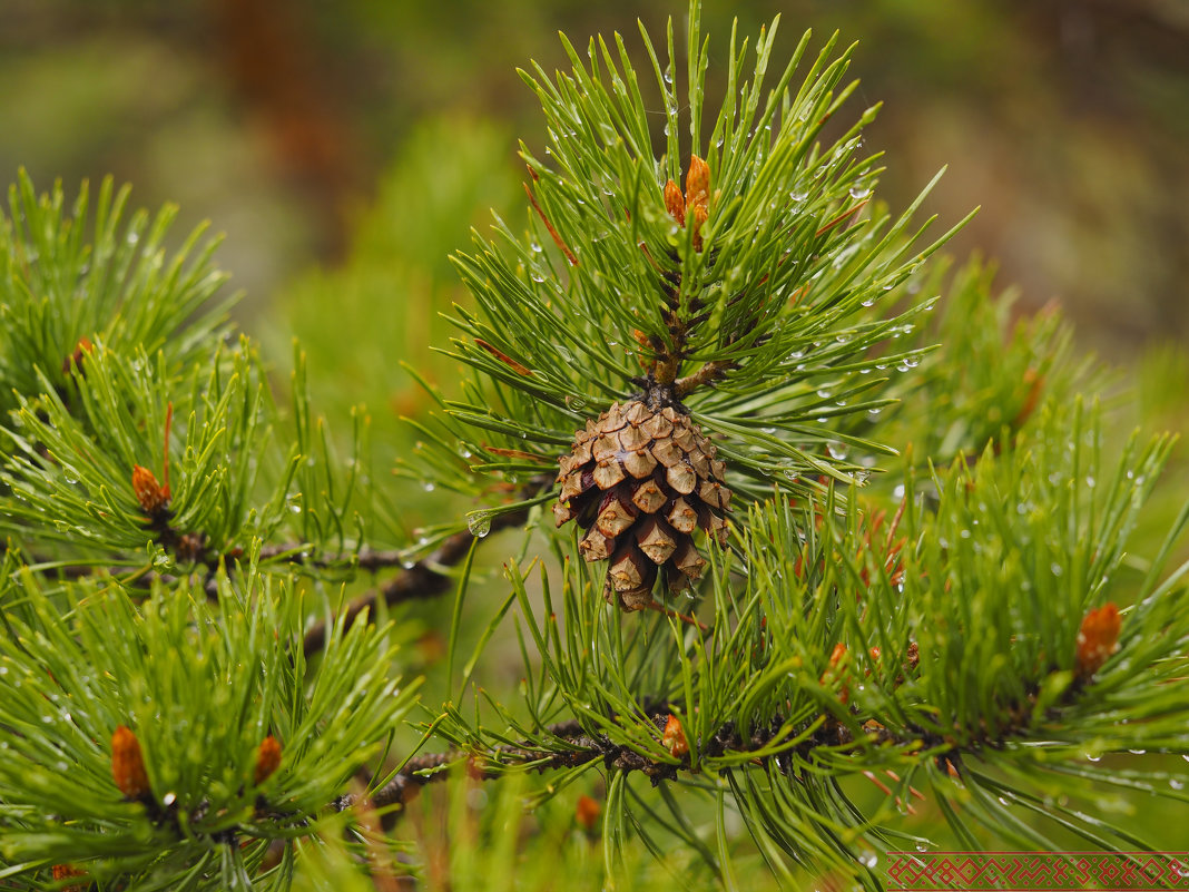 ////*/ - Анатолий Piligrim54 Крюков ////*/ - Анатолий Piligrim54 Крюков